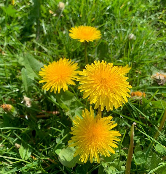 Vier leuchtend gelbe Löwenzahnblüten in voller Blüte, umgeben von grünem Gras und Blättern.